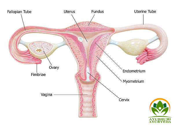 Female reproductive system with image diagram